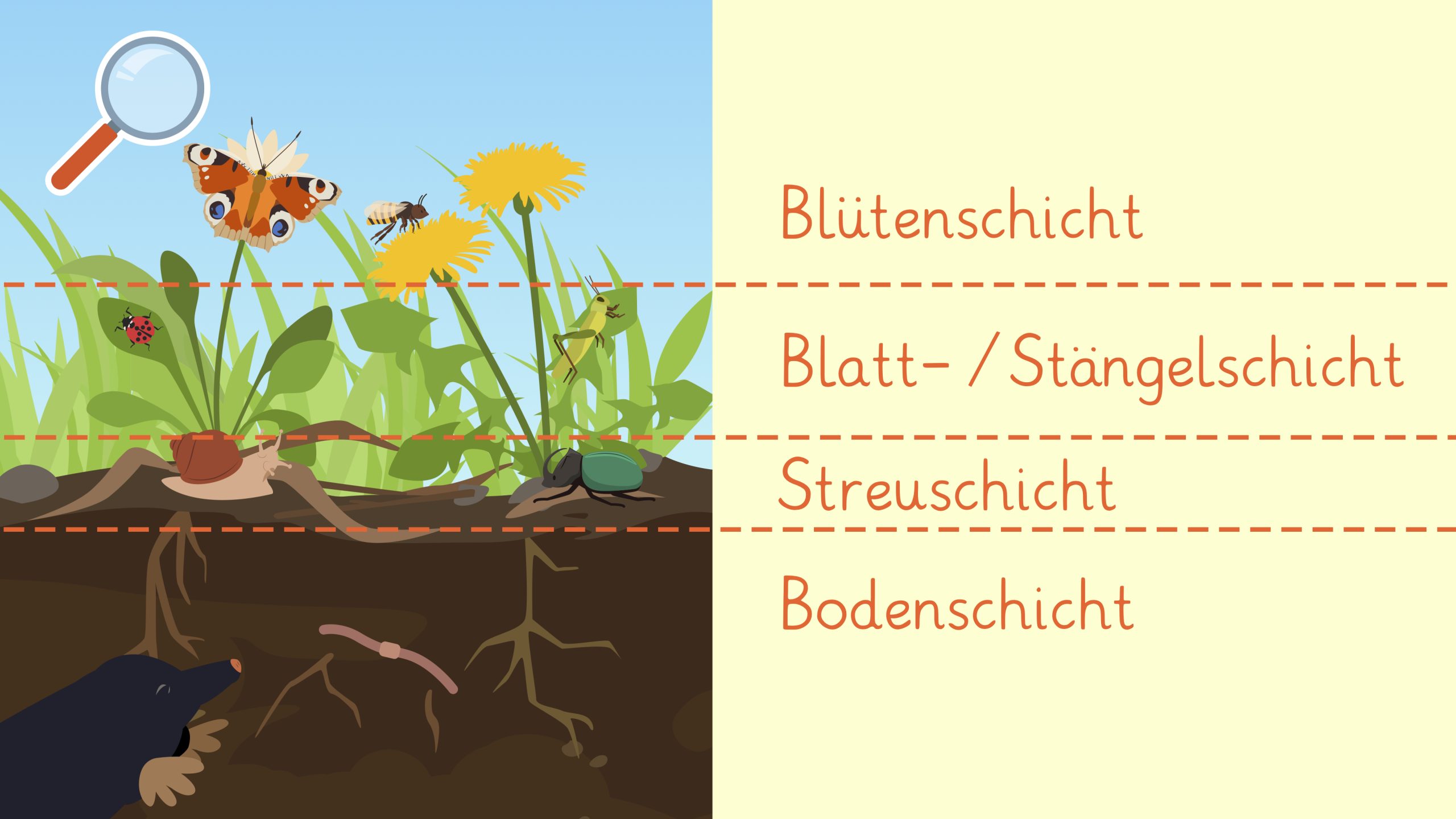 Schichtaufbau der Wiese